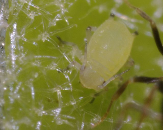 Afidi su edera con formiche:  Aphis sp.